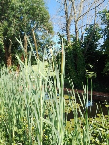 A picture containing tree, outdoor, plant, grass

Description automatically generated