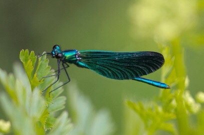 A picture containing insect

Description automatically generated